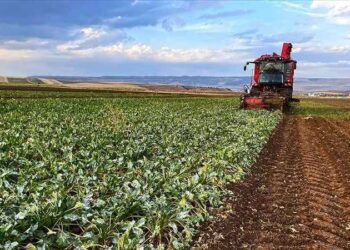 Tarlasını ekemeyen çiftçiye yeni "darbe": Tarım arazileri kiralama yönetmeliği