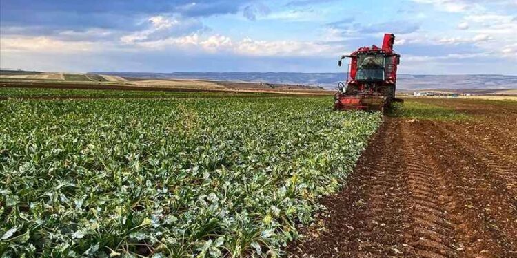 Tarlasını ekemeyen çiftçiye yeni "darbe": Tarım arazileri kiralama yönetmeliği