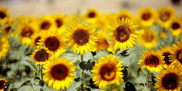 Trakya Birlik, ayçiçeği alım fiyatını 20 bin TL/ton olarak açıkladı