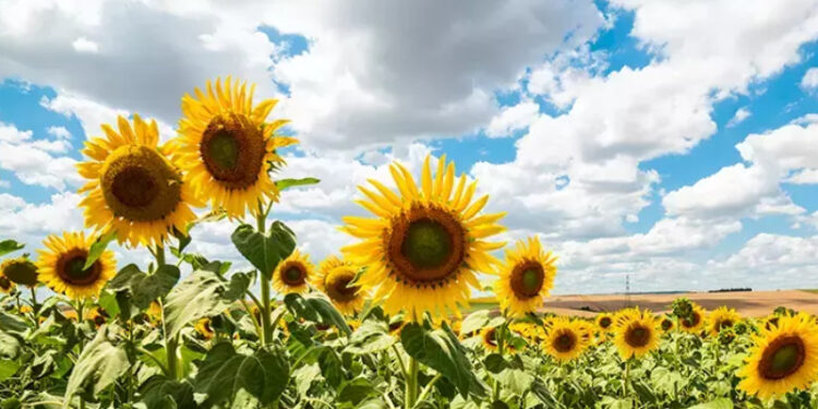 Trakya Birlik ayçiçeği ön alım fiyatlarını açıkladı; üretici tepki gösterdi: Utanılır bir rakam!