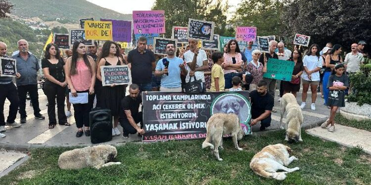 Tunceli'de hak savunucularından sokak hayvanlarına "ötanazi"yi de içeren yasaya karşı yürüyüş: Uyutma, yaşat!