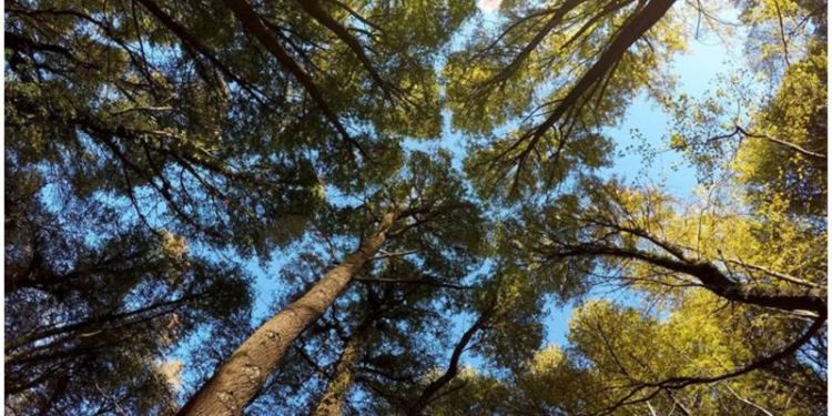 Türkiye'deki orman yangınları; suçlu kızılçam mı?