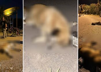 Türkiye'nin her yerinde köpek avı başladı, Allah rızası için bu zulmü durdurun!