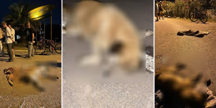 Türkiye'nin her yerinde köpek avı başladı, Allah rızası için bu zulmü durdurun!