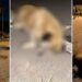 Türkiye'nin her yerinde köpek avı başladı, Allah rızası için bu zulmü durdurun!