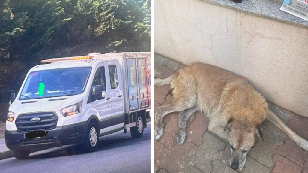 Ümraniye Belediyesi sokak köpeklerini bayıltıcı iğneyle vurarak toplamak istedi, vatandaşlar tepki gösterdi