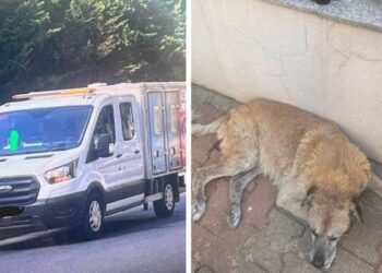 Ümraniye Belediyesi sokak köpeklerini bayıltıcı iğneyle vurarak toplamak istedi, vatandaşlar tepki gösterdi