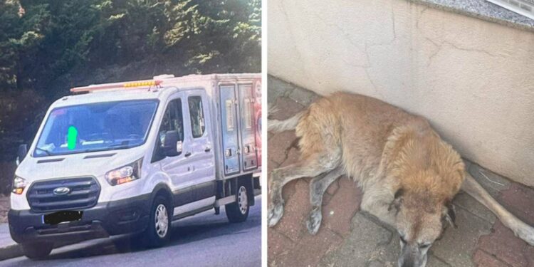 Ümraniye Belediyesi sokak köpeklerini bayıltıcı iğneyle vurarak toplamak istedi, vatandaşlar tepki gösterdi