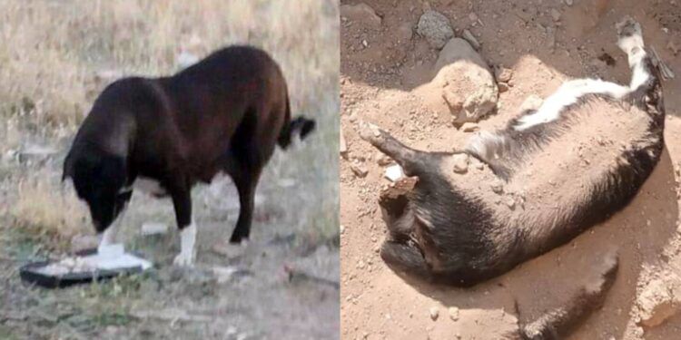 Usulüne uygun gömerken gizlice çekim yapıyorlar, suç duyurusunda bulunduk