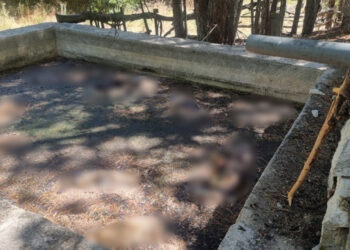 Vahşetin Adresi Kütahya: 13 Sokak Köpeği Sulama Havuzunda Ölü Bulundu