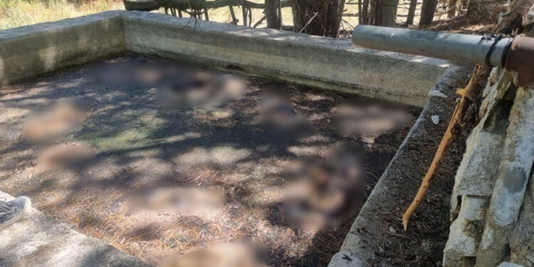 Vahşetin Adresi Kütahya: 13 Sokak Köpeği Sulama Havuzunda Ölü Bulundu