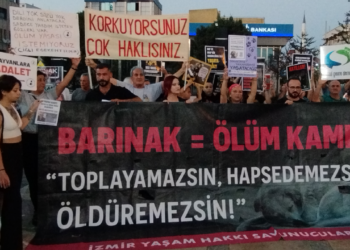 Yavru Kedi Katliamına Hayvan Severlerden Tepki: 'Adaletin Sulamadığı Toprakta İsyan Çiçek Açar'