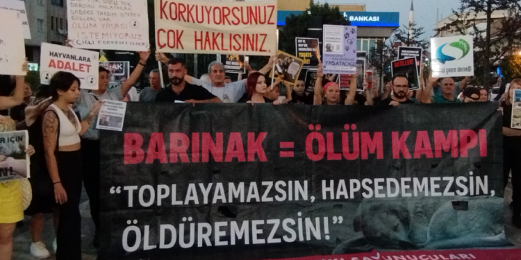 Yavru Kedi Katliamına Hayvan Severlerden Tepki: 'Adaletin Sulamadığı Toprakta İsyan Çiçek Açar'