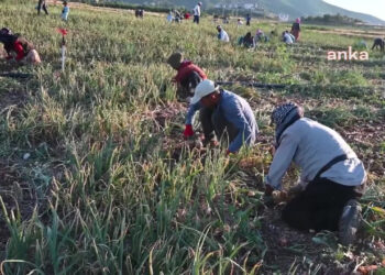 Yozgat’taki Çiftçilerin İsyanı: Maliyetleri Bile Karşılayamıyorlar