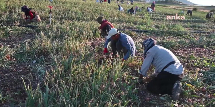 Yozgat’taki Çiftçilerin İsyanı: Maliyetleri Bile Karşılayamıyorlar