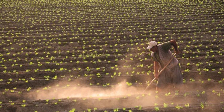 2 yıl işlenmeyen tarım arazileri kiraya verilecek