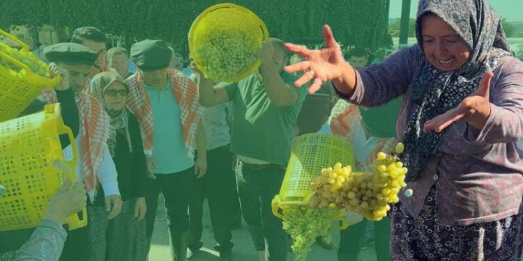 Üzüm üreticileri isyanda; “Çiftçi bu haldeyken iktidarın gelip üreticilerden oy istemesi ayıptır!”
