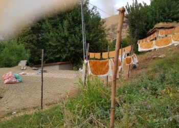 Bağ bozumunda kazan sayısı azaldı!