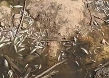 Gediz Nehri’nden numune alındı