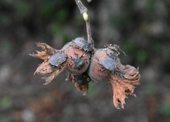 Kokarca dadanan fındığın fiyatı 60 TL’ye düştü
