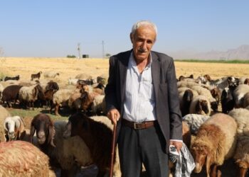 Yayla yasakları ve artan girdi maliyetleri hayvancılığı bitiriyor