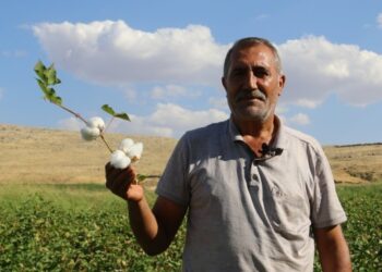 Bazik Ovası’nda ürünler tarlada kaldı