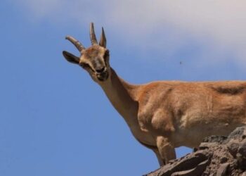 Nesli tükenmekte olan yaban keçilerinin öldürülmesi için ‘ihale’ açıldı