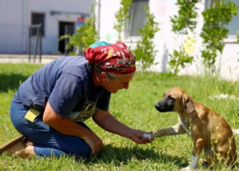 Antalya Büyükşehir Belediyesi, Barınaklarındaki 642 Sokak Hayvanını Sahiplendirdi