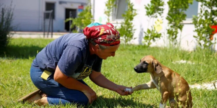 Antalya Büyükşehir Belediyesi, Barınaklarındaki 642 Sokak Hayvanını Sahiplendirdi