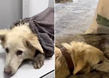 Boncuk'u döverek öldüren sanığa 5 ay hapis cezası