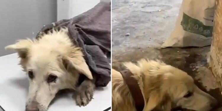 Boncuk'u döverek öldüren sanığa 5 ay hapis cezası