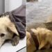 Boncuk'u döverek öldüren sanığa 5 ay hapis cezası