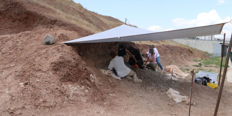 Çankırı'da 9 Milyon Yıllık Fil Kemikleri Bulundu