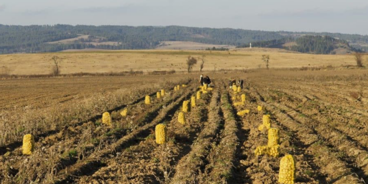 Hasadı 25 Gün Önceden Başladı! Fiyatı 4 Liraya Düştü