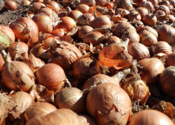 Hasadı Sivas'ta Yapılıyor, Dubai'ye Kasa Kasa Gidiyor!