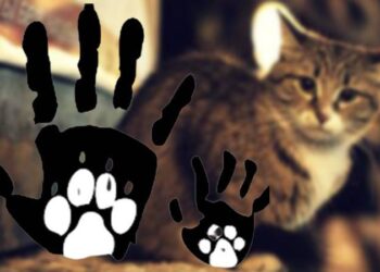 Manisa'da bacakları kesilmiş kedi cesedi bulundu!