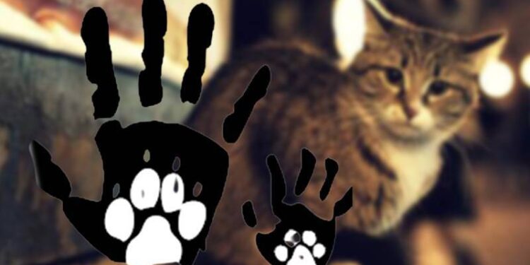 Manisa'da bacakları kesilmiş kedi cesedi bulundu!