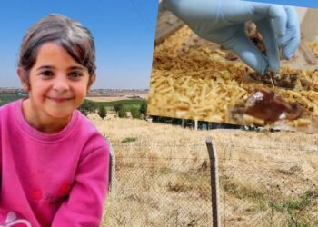 Narin Güran cinayetini çözmek için Adli Tıp Kurumu'nda "dedektif böcekler" kullanılıyor