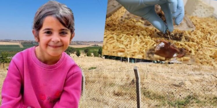 Narin Güran cinayetini çözmek için Adli Tıp Kurumu'nda "dedektif böcekler" kullanılıyor