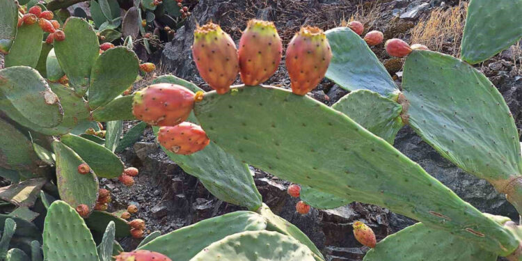 Ortaca'da Dikenli İncir İçin Kollar Sıvandı