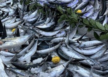 Palamutta fiyatlar arttı; balık fiyatları ne kadar oldu?