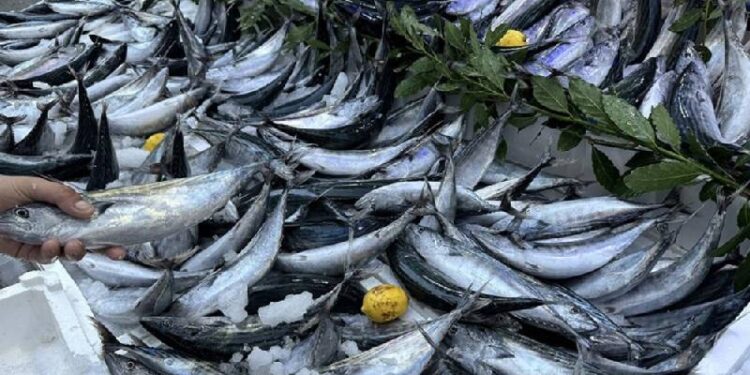 Palamutta fiyatlar arttı; balık fiyatları ne kadar oldu?