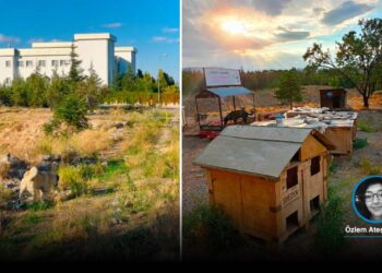 Selçuk Üniversitesi'ndeki 12 besleme noktası kaldırıldı, kampüsteki köpekler belediye tarafından toplanmaya başladı