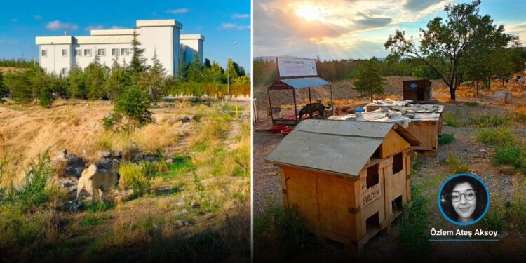 Selçuk Üniversitesi'ndeki 12 besleme noktası kaldırıldı, kampüsteki köpekler belediye tarafından toplanmaya başladı