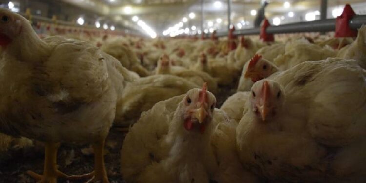 Tavuk fiyatlarına zam yolda!
