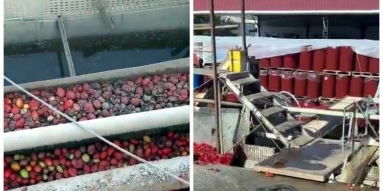 Uygunsuz koşullarda salça üreten işletmenin faaliyeti askıya alındı