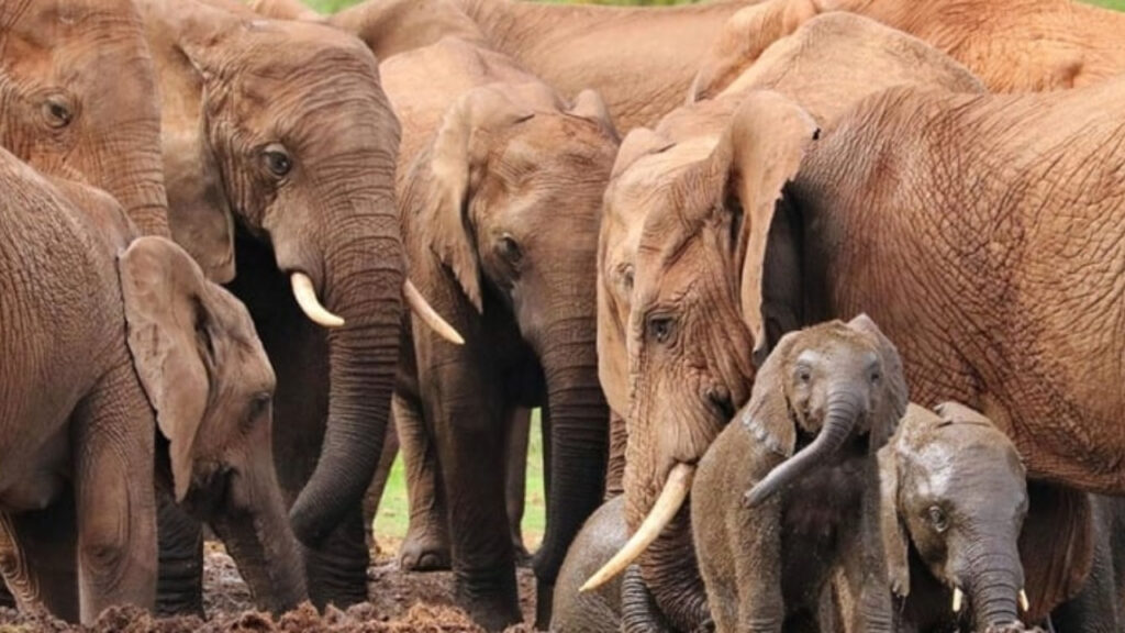 Zimbabve'den Dikkat Çeken Karar! 200 Fili Kesip Etini Halka Dağıtacak