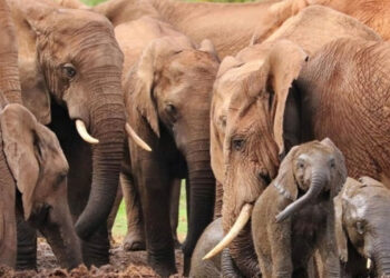 Zimbabve'den Dikkat Çeken Karar! 200 Fili Kesip Etini Halka Dağıtacak