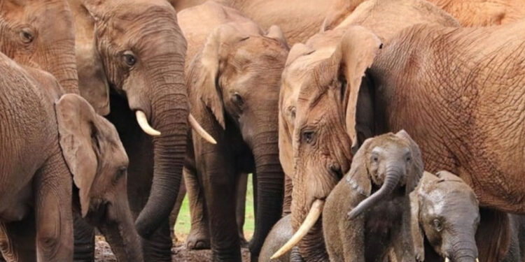 Zimbabve'den Dikkat Çeken Karar! 200 Fili Kesip Etini Halka Dağıtacak