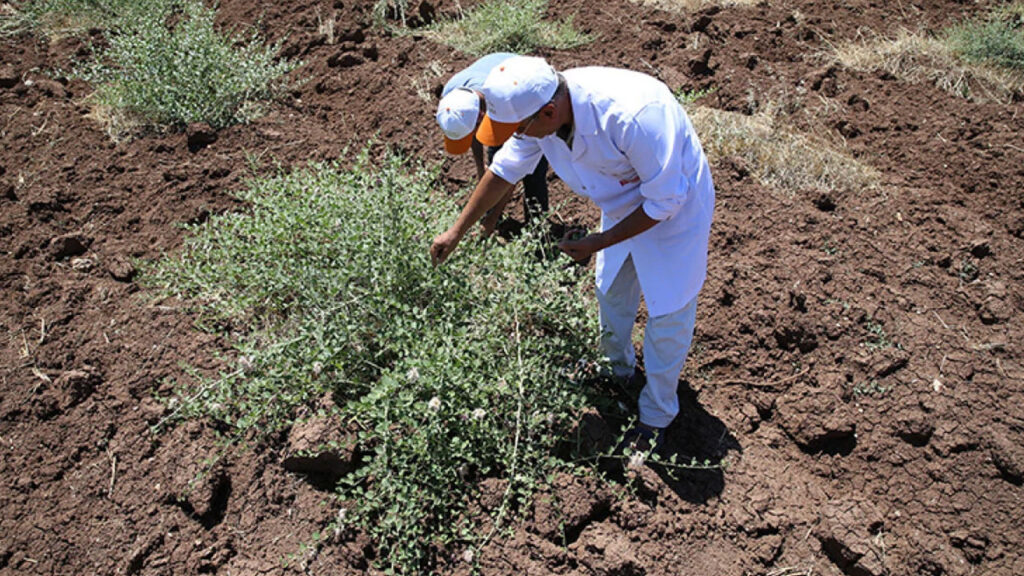 1 Kez Ekilip 200 Yıl Boyunca Hasat Ediliyor